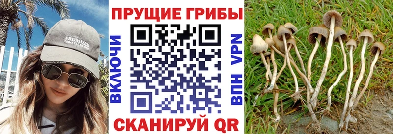 Купить где  Межгорье  Галлюциногенные грибы ЛСД 